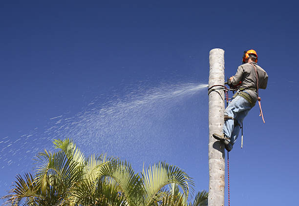 Best Arborist Consultation Services  in Parkwood, CA