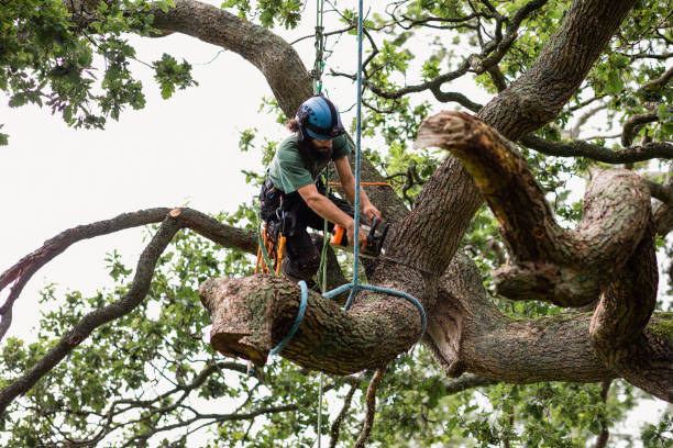 Best Tree Cabling and Bracing  in Parkwood, CA