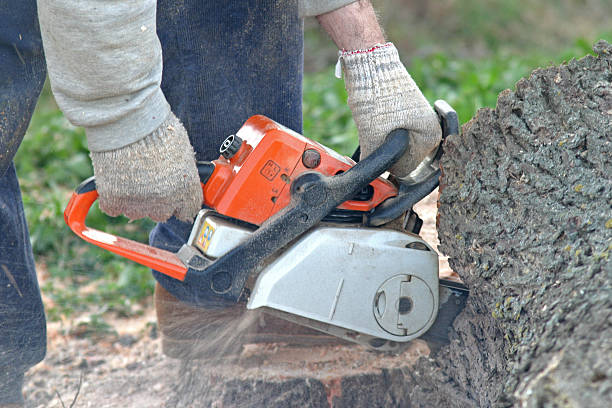 Best Storm Damage Tree Cleanup  in Parkwood, CA