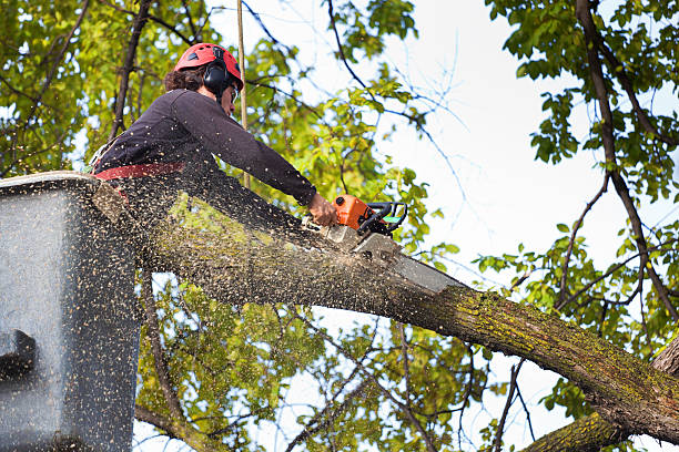 Best Utility Line Clearance  in Parkwood, CA