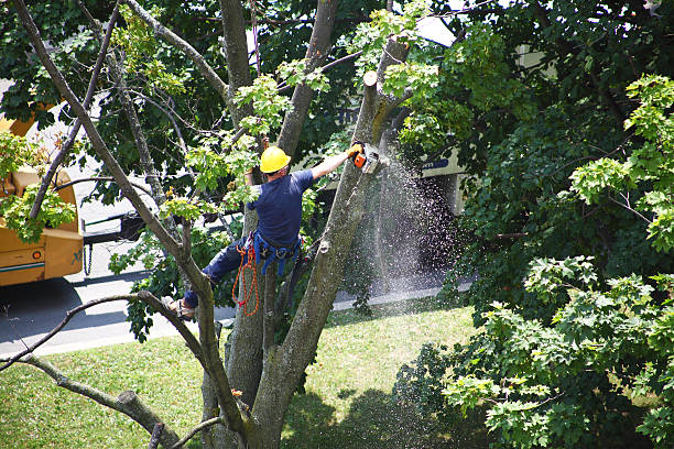 Best Tree Trimming and Pruning  in Parkwood, CA