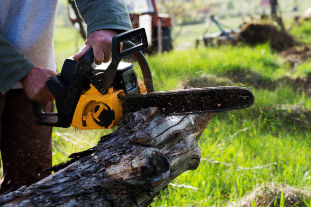 Best Tree Removal  in Parkwood, CA