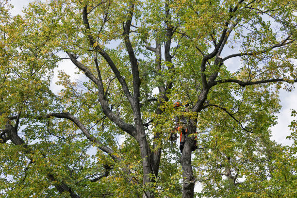 Best Tree Disease Treatment  in Parkwood, CA